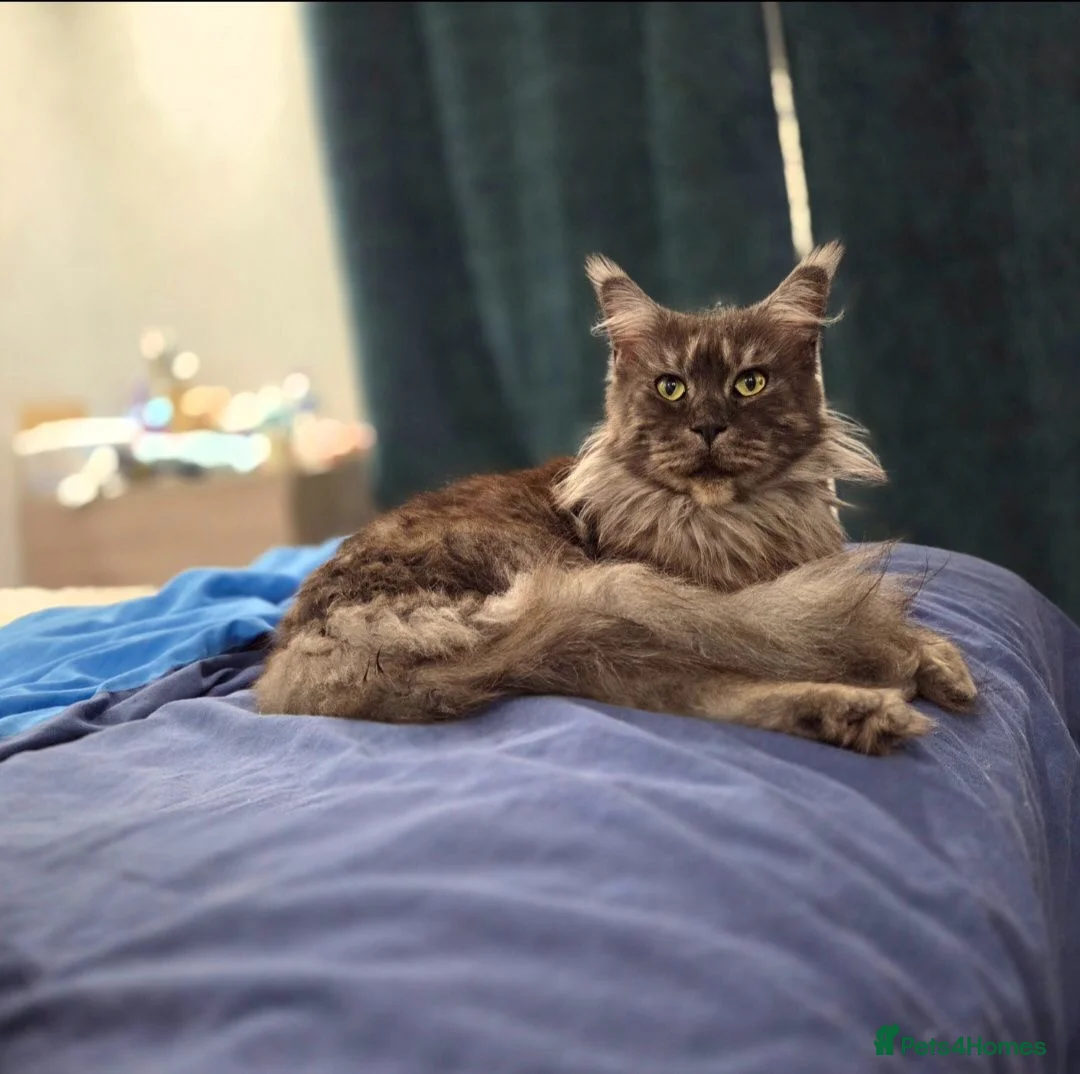 Maine Coon cats for sale: Black smoke Russian Import - Advert 1