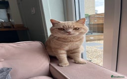 British Shorthair cats for sale: Beautiful pedigree bsh kittens  - Image 19