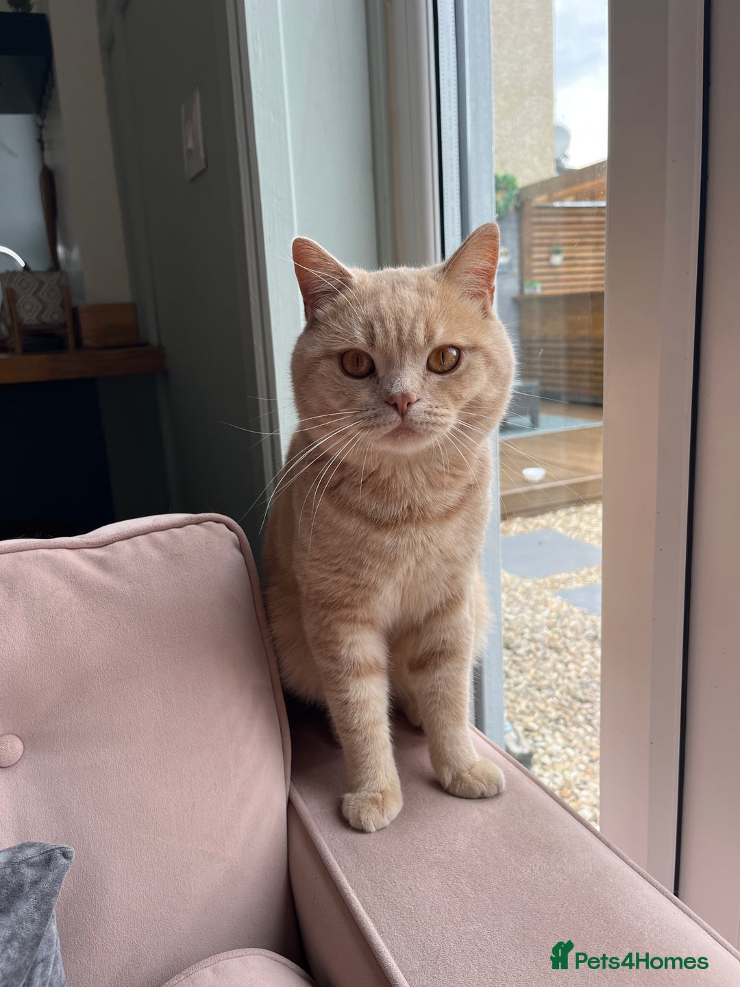 British Shorthair cats for sale: Beautiful pedigree bsh kittens  - Image 19