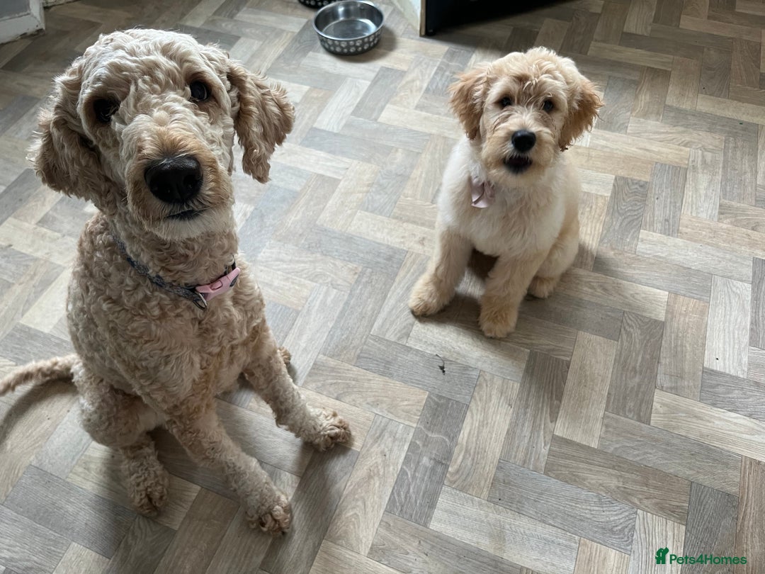 Goldendoodle dogs for sale: Our beautiful bailey the goldendoodle ❤️ - Image 6