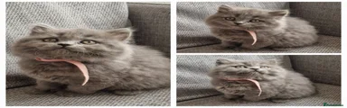 British Longhair Kitten 5
