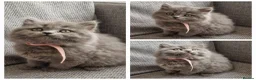 British Shorthair cats for sale: BRITISH SHORTHAIR KITTENS,GCCF PEDIGREE REGISTERED - Advert 10
