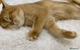 British Shorthair cats for sale: Champion lines for adoption  - Image 19