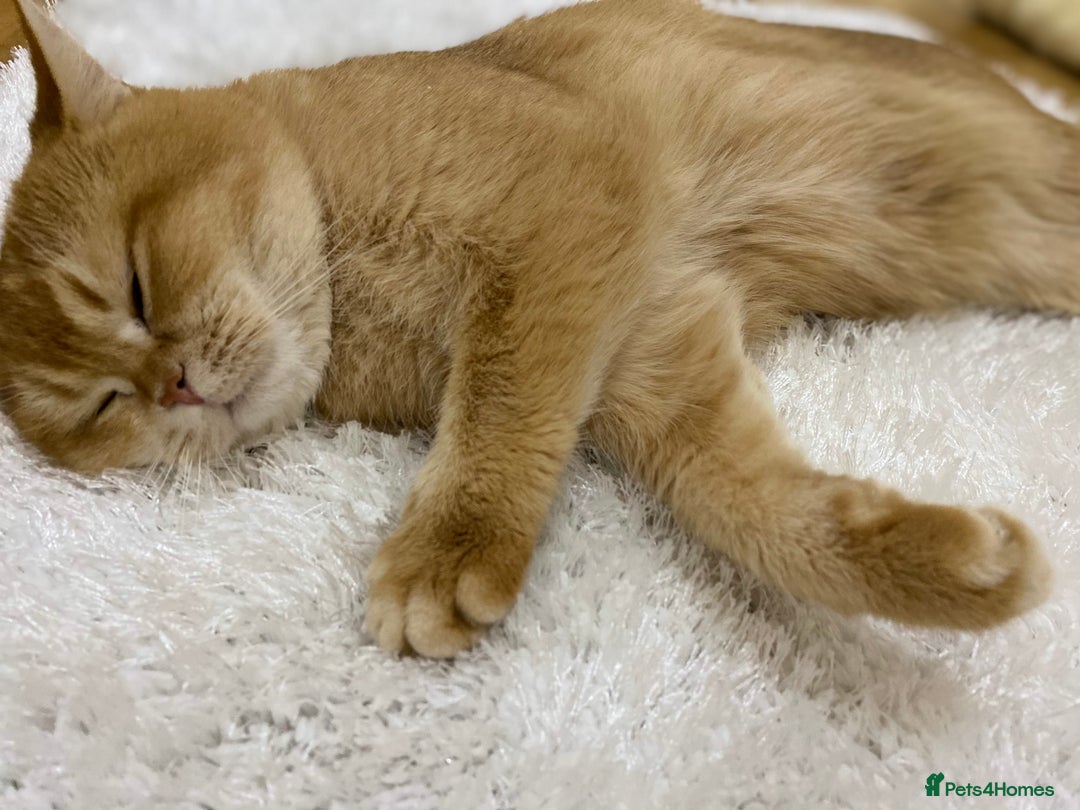 British Shorthair cats for sale: Champion lines for adoption  - Image 19