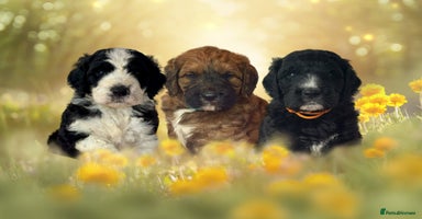 Saint Bernard dogs - Advert 4
