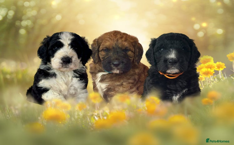 Saint Bernard dogs - Advert 1
