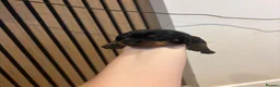 Miniature Dachshund dogs for sale: One girl 🩷 in Witney - Advert 5