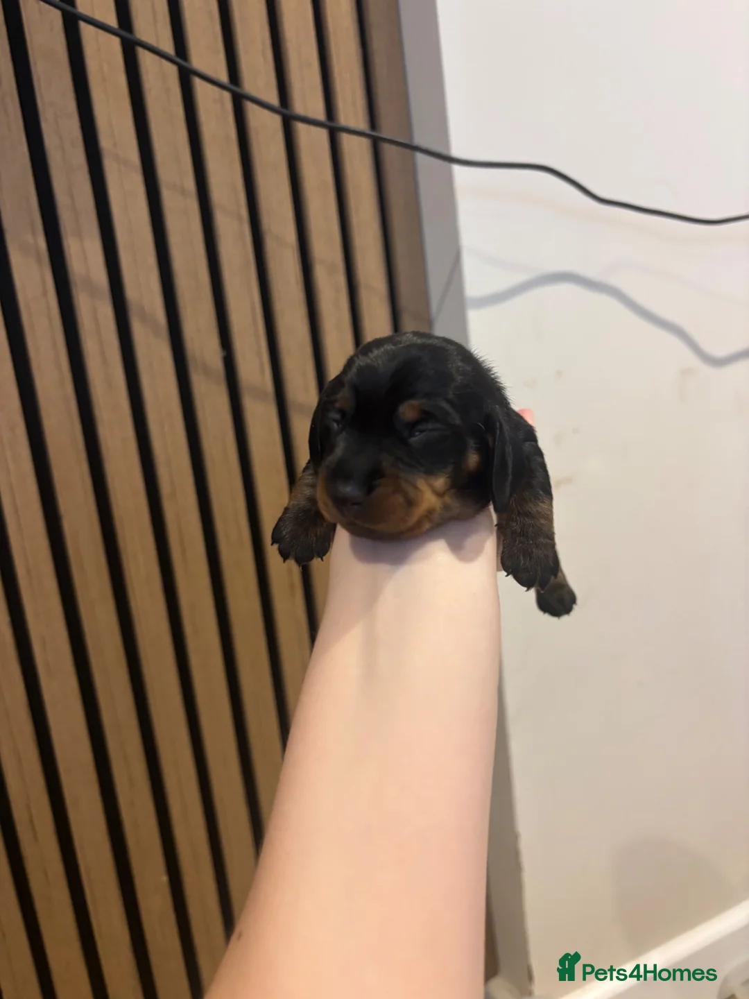 Miniature Dachshund dogs for sale: One girl 🩷 in Witney - Advert 5