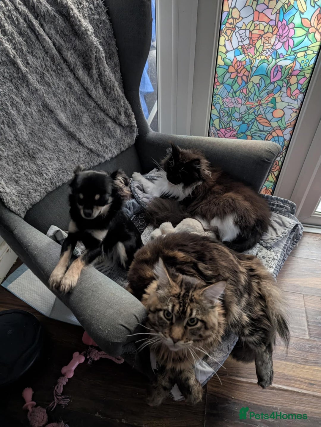Maine Coon cats for sale: Active Maine Coon Tabby Boy Available  - Advert 15