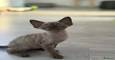 Devon Rex cats - Advert 11