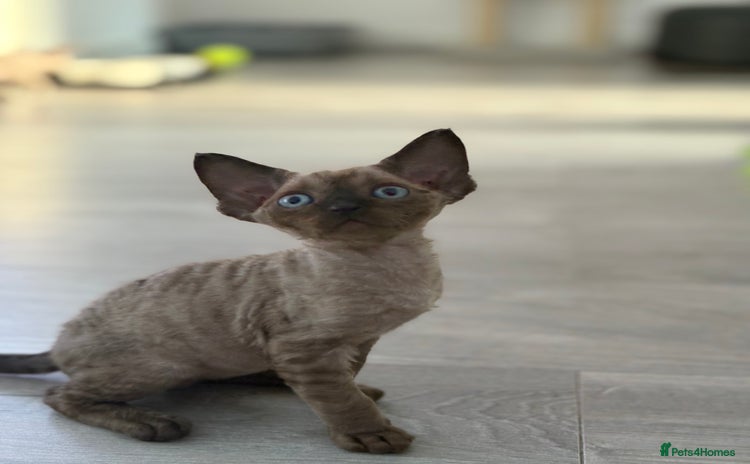 Devon Rex cats - Advert 1