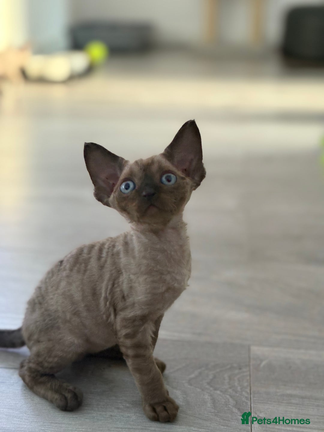 Devon Rex cats for sale: ❤️2 male Devon rex available 😻 - Image 1