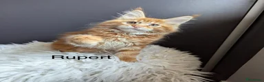 Rupert Maine Coon Kitten 1
