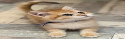 British Shorthair cats for sale: British shorthair golden odd eyed kittens  - Advert 11