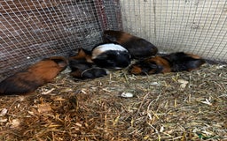 Guinea Pig rodents for sale: Baby guinea Pigs for sale - Image 2