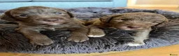 Bedlington Terrier dogs for sale: Bedlington terrier in Stoke-on-Trent - Advert 8