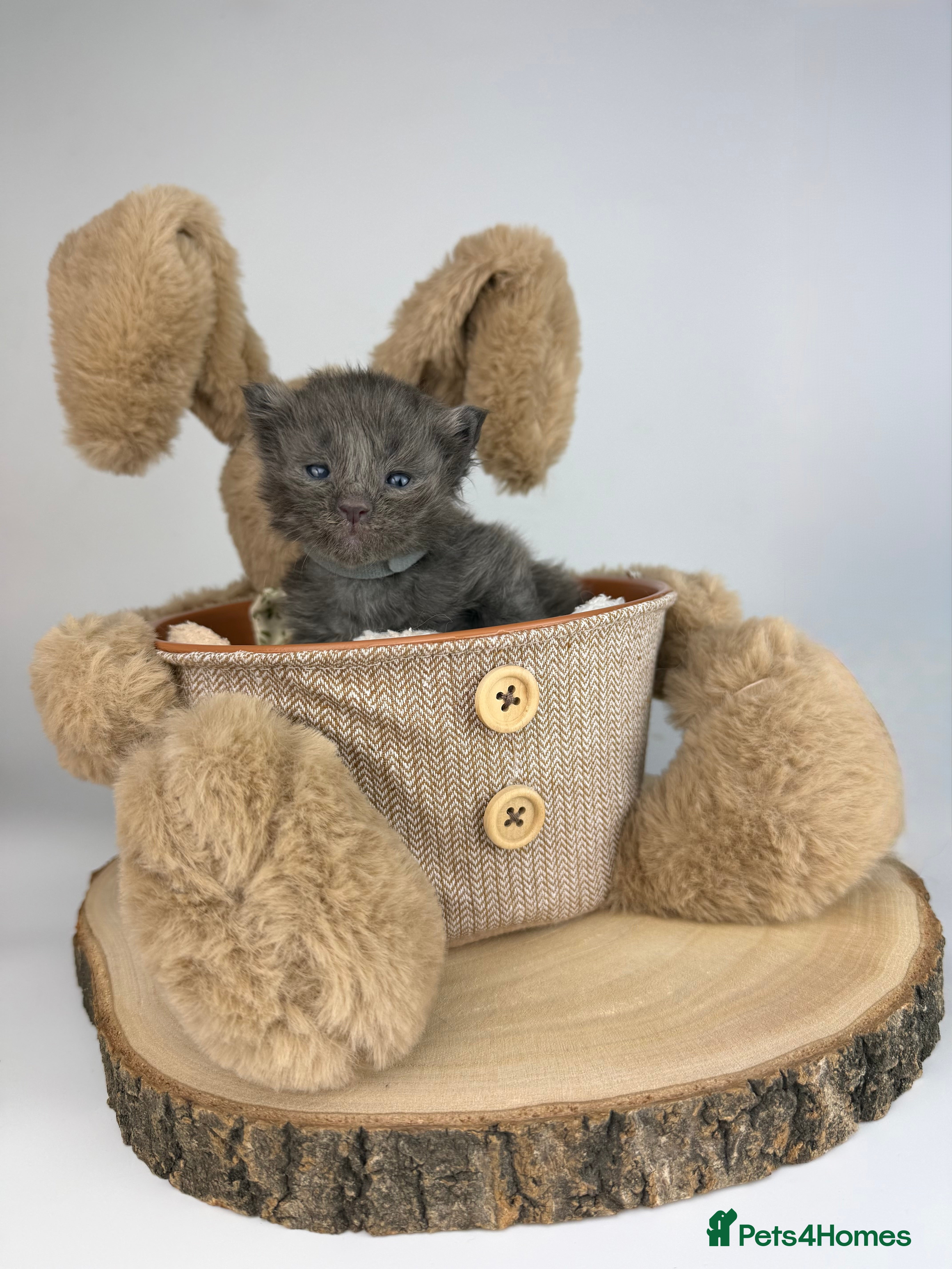 Mixed Breed cats 🤍 RAGDOLL X MC KITTENS | HEALTH-TESTED PARENTS - Advert 2