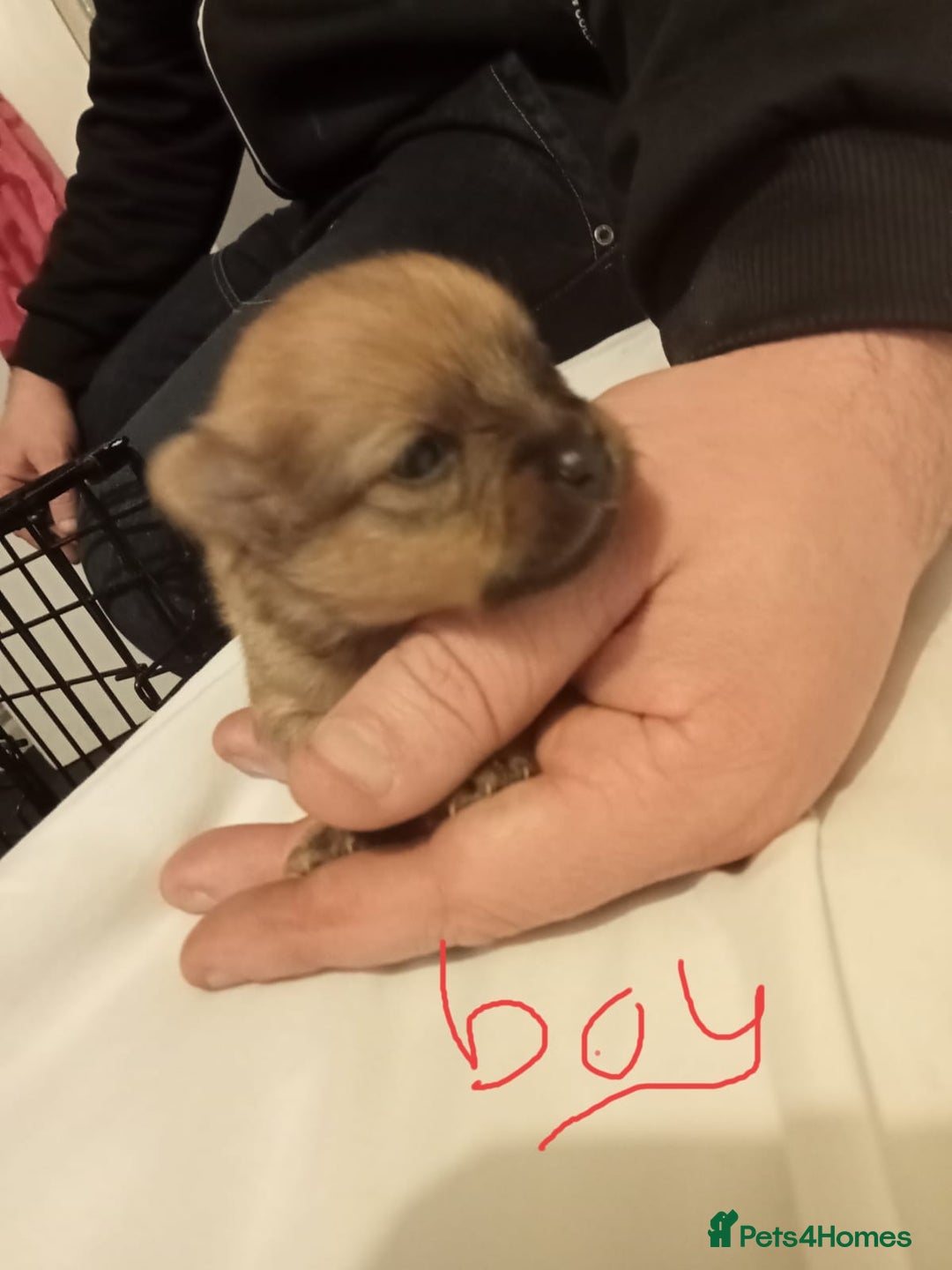 Pomeranian dogs for sale: Pomeranian  - Advert 2