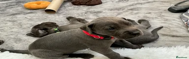 Great Dane Puppy Red