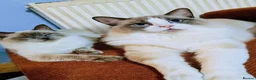 Ragdoll cats for sale: Pair of ragdolls - Advert 1
