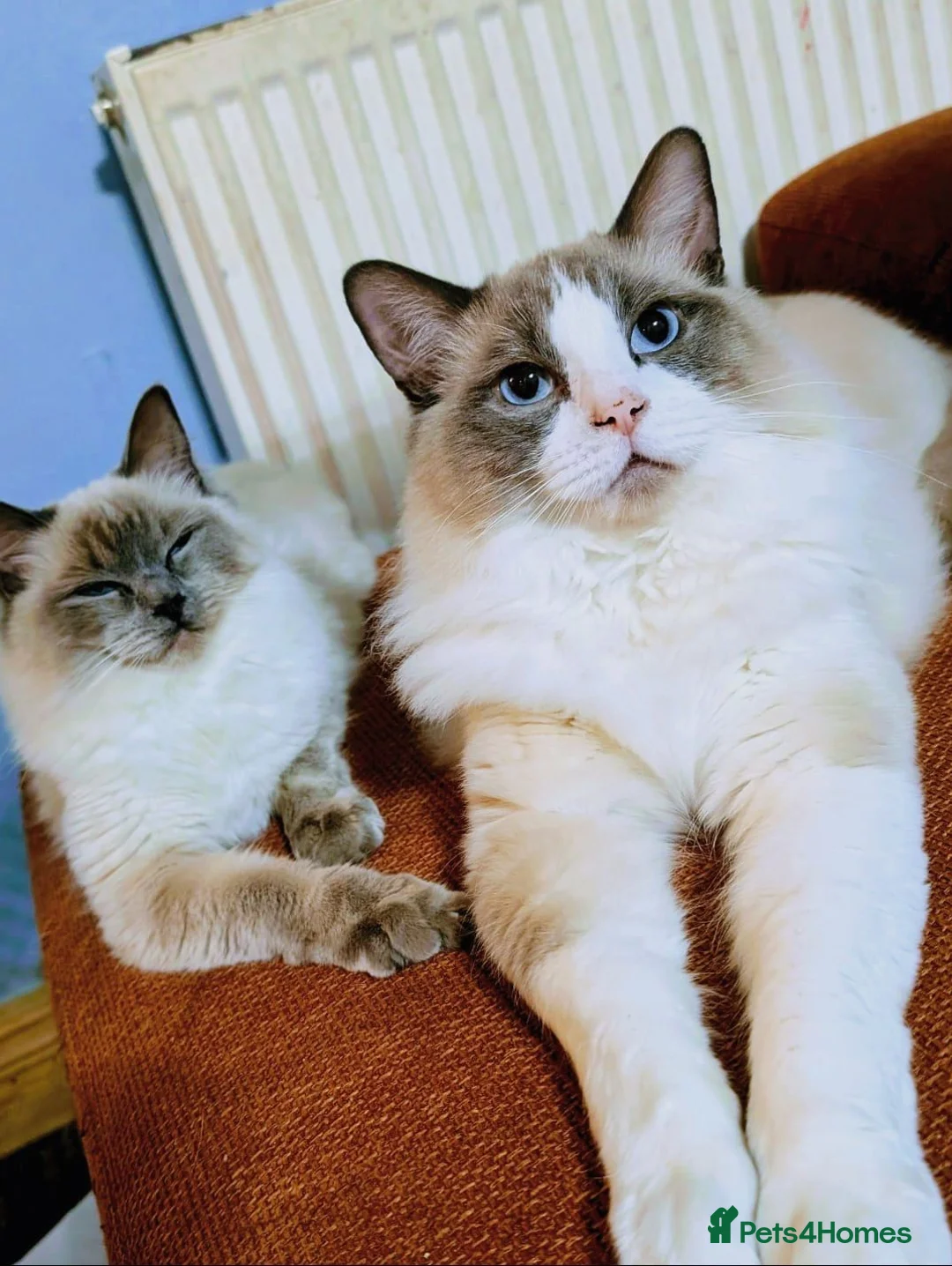 Ragdoll cats for sale: Pair of ragdolls - Advert 1