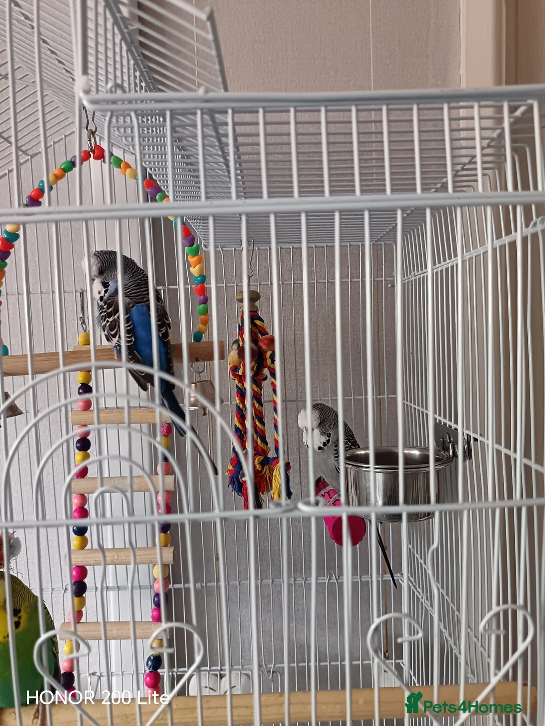 Budgerigars birds for sale: 4 beautiful budgies and cage in West Bromwich - Advert 3