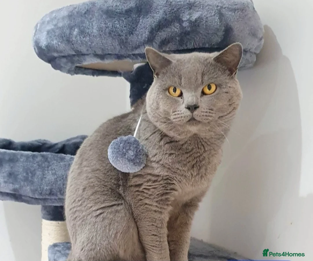 Mixed Breed cats for sale: 5 kittens x British blue shorthairs crossed  in Swansea - Advert 7