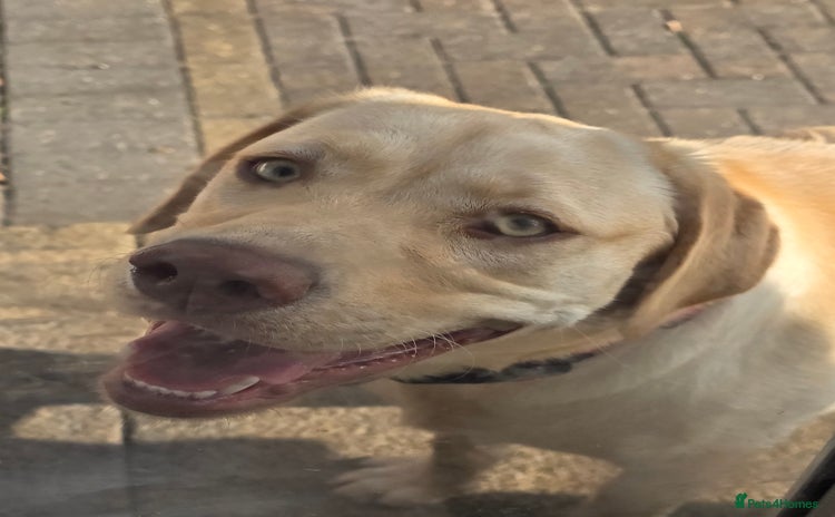Labrador Retriever dogs - Advert 9