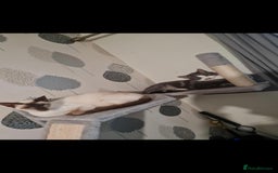 Siamese cats for sale: 3 x 2 y/o siamese males - Image 7