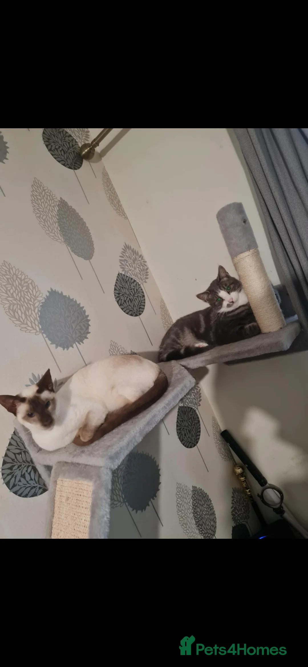 Siamese cats for sale: 3 x 2 y/o siamese males - Advert 7