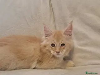 Maine Coon cats GCCF & TICA Maine Coon kittens Activ Available - Advert 5