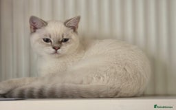 British Shorthair cats for sale: Stunning Silver Tabby Colourpoint BSH,GCCF ACTIVE - Image 1
