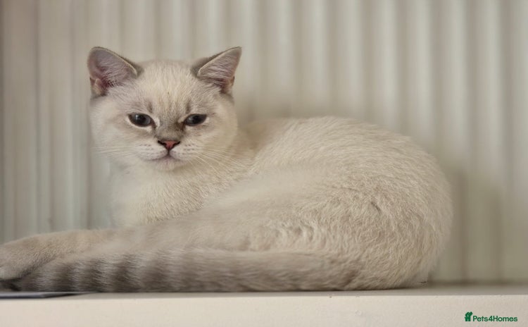 British Shorthair cats - Advert 1
