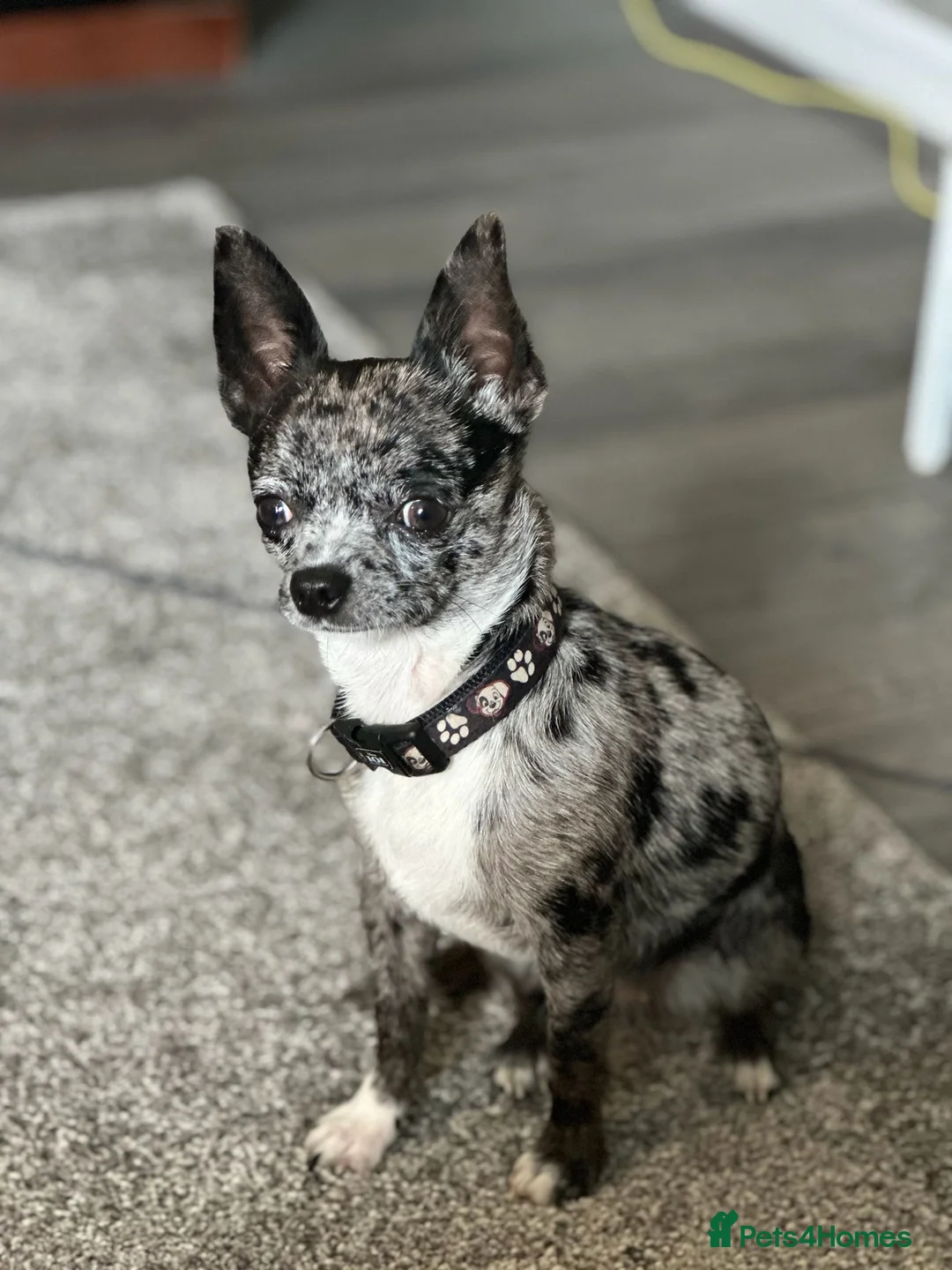 Chihuahua dogs for sale: 3 year old girl chihuahua for sale - Advert 2