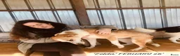Mixed Breed dogs for adoption: Zelda, 3 yrs old approx. Available for adoption. in Brixham - Advert 9
