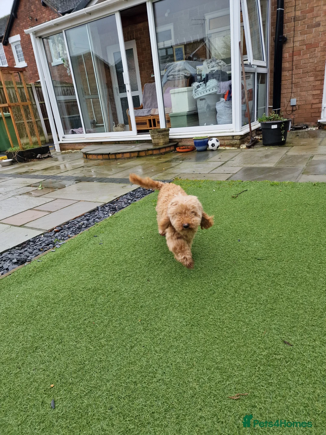 Maltipoo dogs for sale: 2X CHAMPION BLOODLINE MALTIPOO PUPPYS - Advert 2