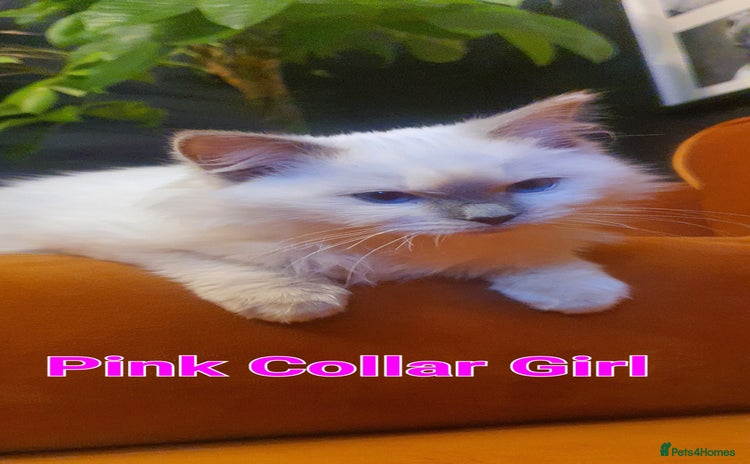 Ragdoll cats - Advert 2