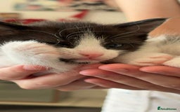 British Shorthair cats for sale: 2 kittens for sale  - Image 18