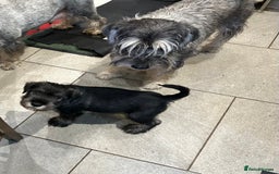 Schnauzer dogs for sale: Standard schnauzer Male pup - Image 7