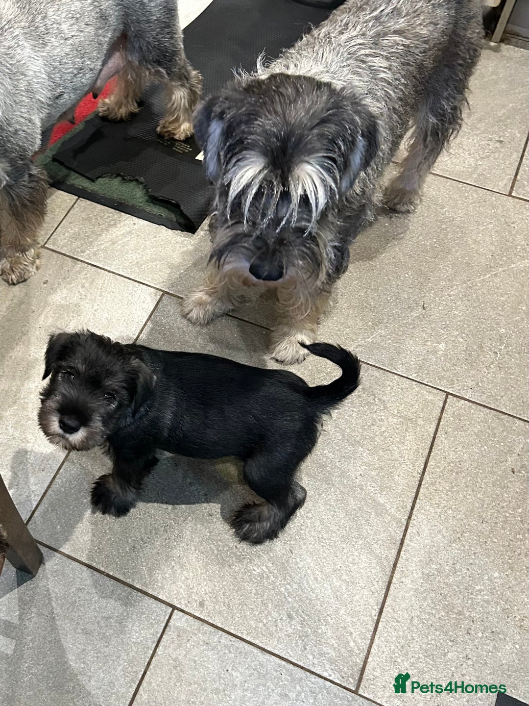 Schnauzer dogs for sale: Standard schnauzer Male pup - Image 7