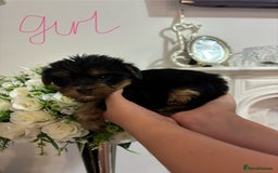 Yorkshire Terrier dogs for sale: Beautiful Yorkshire terrier puppies - Image 10