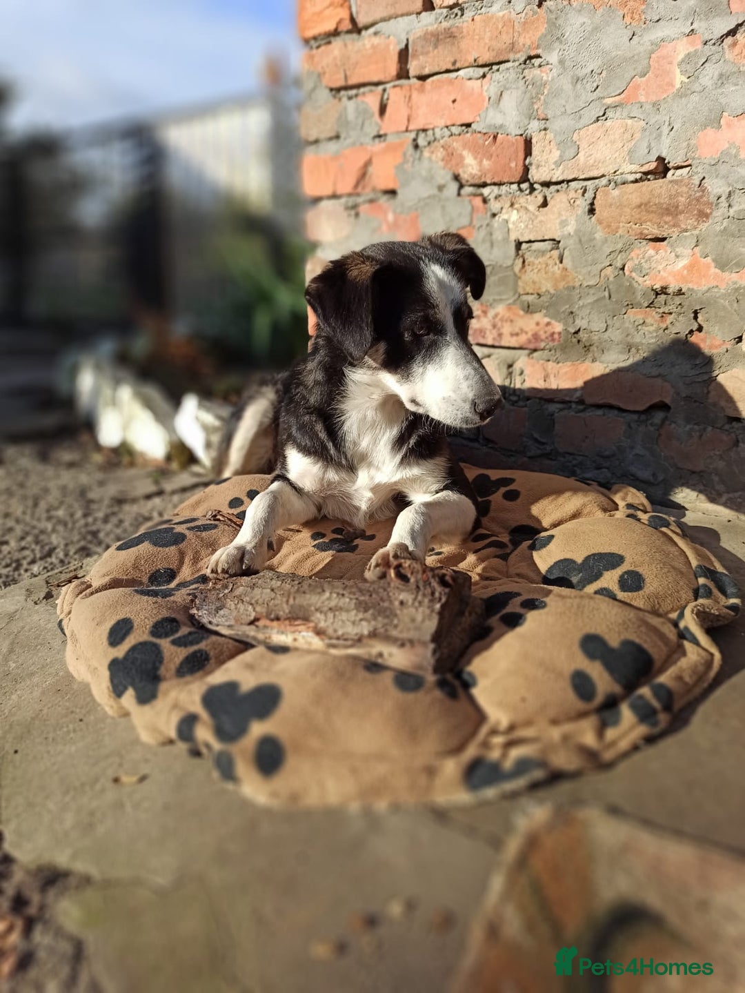 Mixed Breed dogs for adoption: 💙BENNY💙 – Dreams of His First Birthday at Home - Advert 29