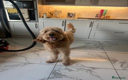 Goldendoodle dogs for sale: Golden doodle Looking for the best home DEVON ONLY - Image 8