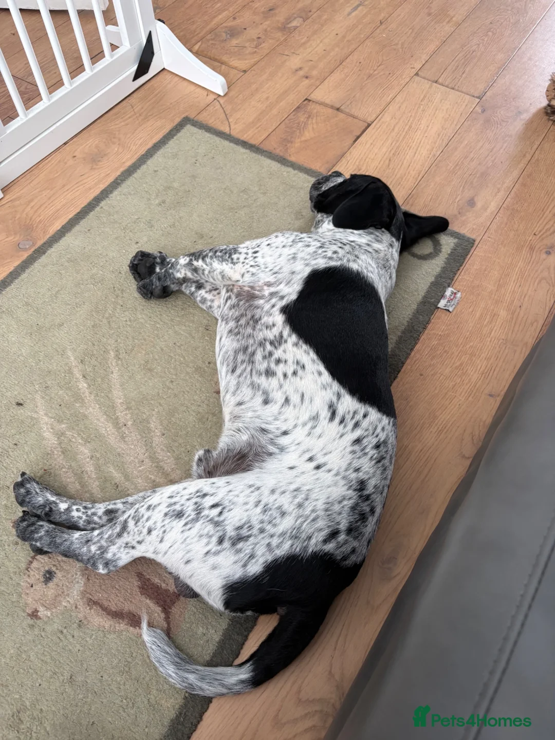 Mixed Breed dogs for sale: 8 months old puppy  - Advert 4