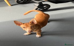 Mixed Breed dogs for sale: reggie roo - Image 1