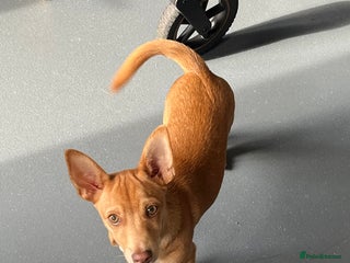Mixed Breed dogs - Advert 2