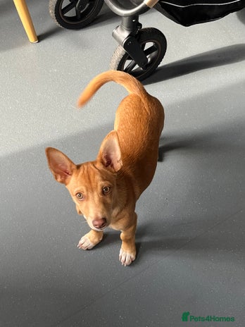 Mixed Breed dogs - Advert 4