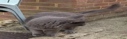 Maine Coon cats for sale: Russian Blue Maine Coon in Faringdon - Advert 3