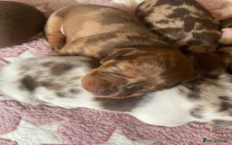 Dachshund dogs for sale: 3 male 2 female dashound puppies ready to go. - Image 23