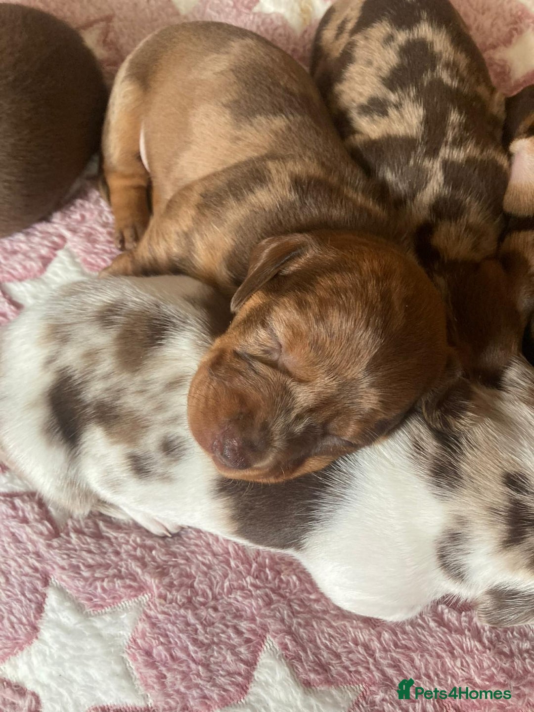 Dachshund dogs for sale: 3 male 2 female dashound puppies ready to go. - Image 23